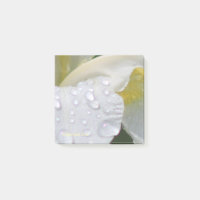 Baisses sibériennes de pluie d'iris de Whtie