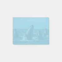 Baleines à bosse
