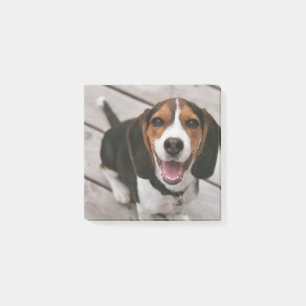 Post-it® Beagle_puppy assis