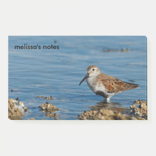 Post-it® Beau Bécasseau Dunlin Sandpiper Goes Solo