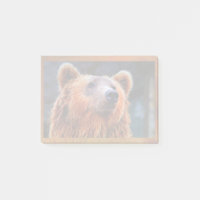 Beau Portrait d'ours Brown Faune Photo