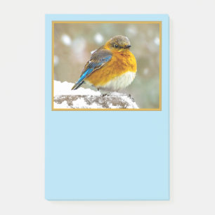 Post-it® Bleuet de l'Est en neige - Photo originale