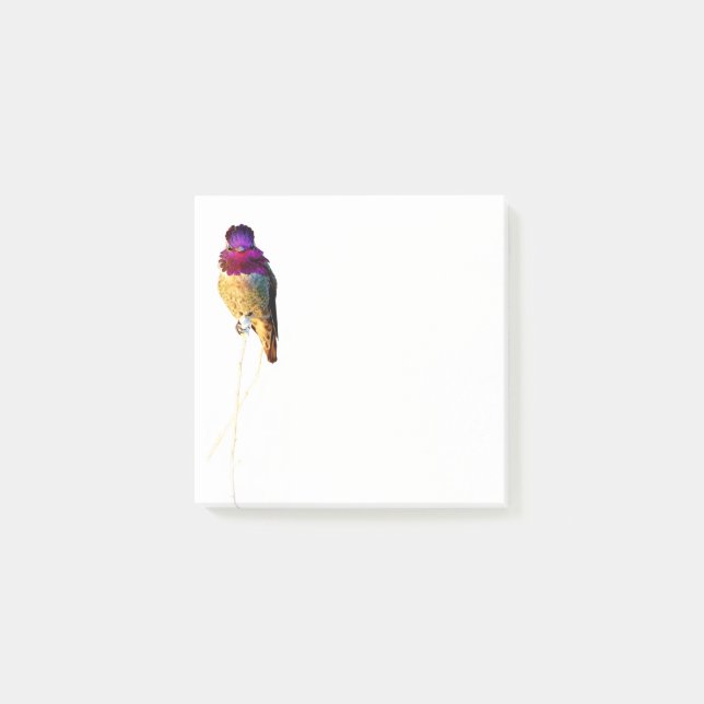 Post-it® Bloc-notes Anna's Hummingbird Photo 3x3 (Devant)