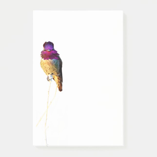 Post-it® Bloc-notes photo de Colibri d'Anna 4x6 (Devant)