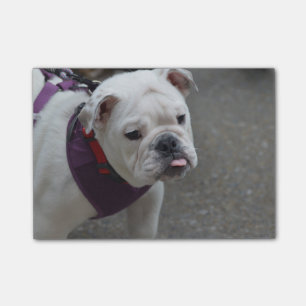 Post-it® Bouledogue adorable