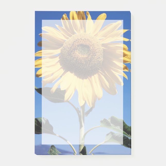 Post-it® Californie, A Mammoth Sunflower (Helianthus) 3 (Devant)