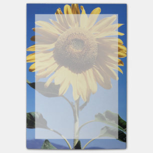 Post-it® Californie, A Mammoth Sunflower (Helianthus) 3