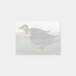 Post-it® Canard noir d'Amérique de Audubon vintage