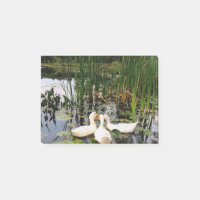 Canards blancs, caleçons, cattails, lac