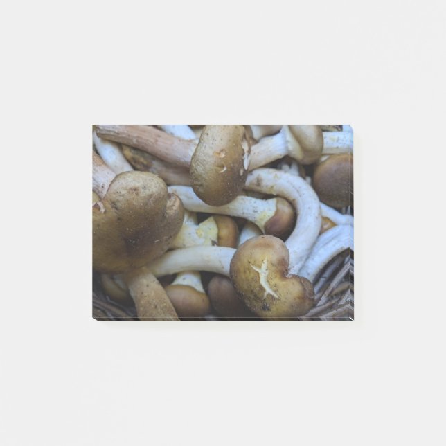 Post-it® Champignons de miel, Apiata, Armillaria, opyenok (Devant)