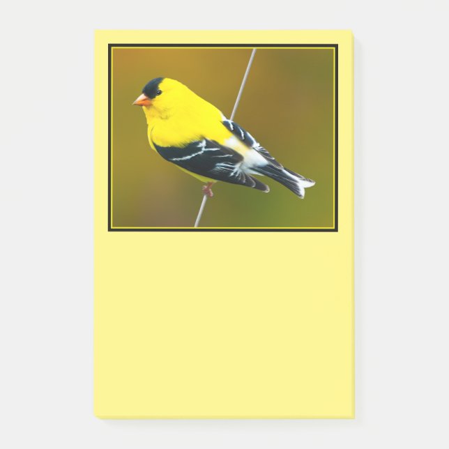 Post-it® Chardonneret d'Amérique - Photographie originale (Devant)
