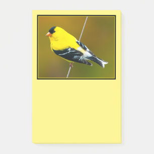 Post-it® Chardonneret jaune - Photographie originale