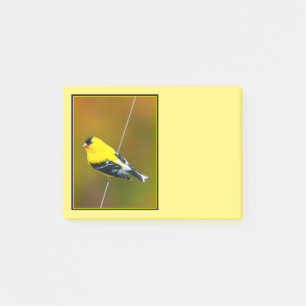 Post-it® Chardonneret jaune - Photographie originale