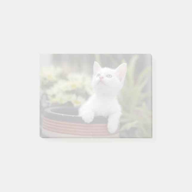 Post-it® Chaton blanc turc (Devant)