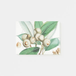 Post-it® Chêne vert