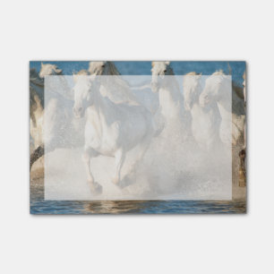 Post-it® Chevaux blancs de Camargue, France