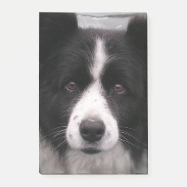 Post-it® Chien de border collie (Devant)