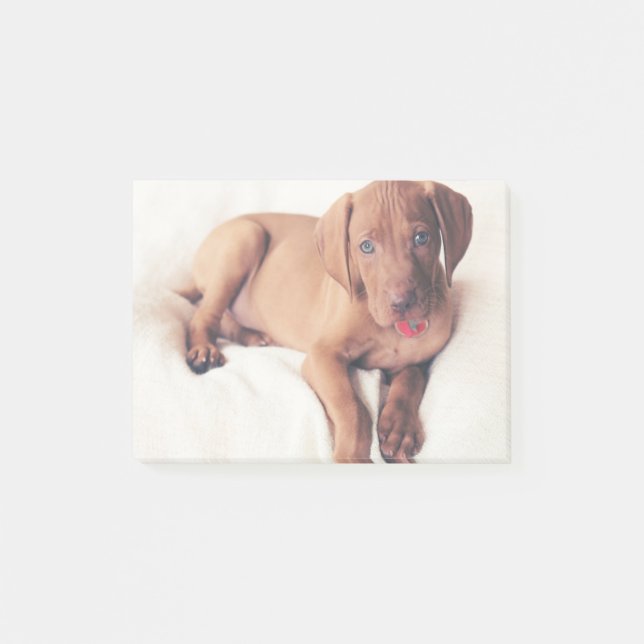 Post-it® Chiot de Vizsla de Hongrois (Devant)