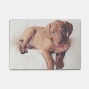 Post-it® Chiot de Vizsla de Hongrois