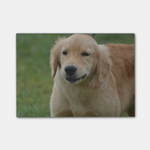 Post-it® Chiot mignon de golden retriever