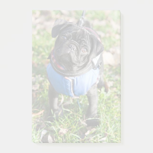 Post-it® Chiot noir de carlin utilisant une veste (Devant)