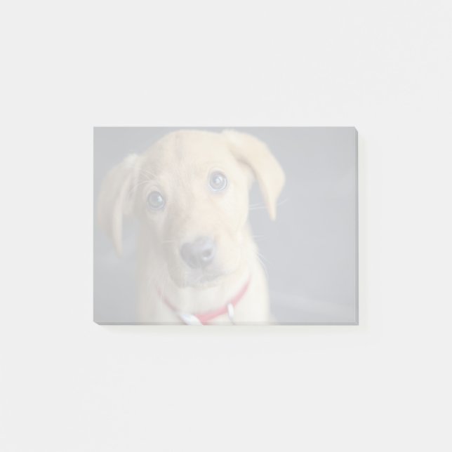 Post-it® Chiot rouge de Fox Labrador (Devant)