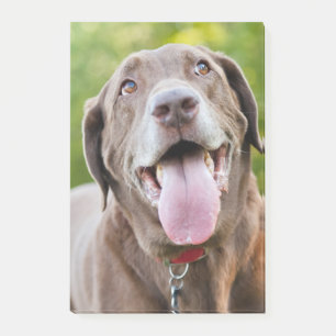 Post-it® Chocolate Labrador Dog