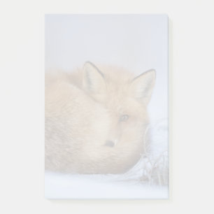 Post-it® Cute Little Fox Curling Up Winter Photo