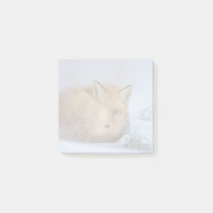 Post-it® Cute Little Fox Curling Up Winter Photo
