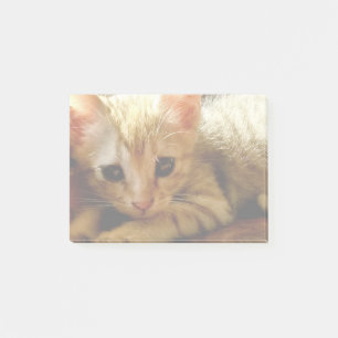 Post-it® Cute Little Kitten