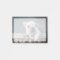 Cutest Baby Animals | French Bulldog