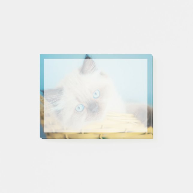 Post-it® Cutest Baby Animals | Himalayan Seal Point Cat (Devant)