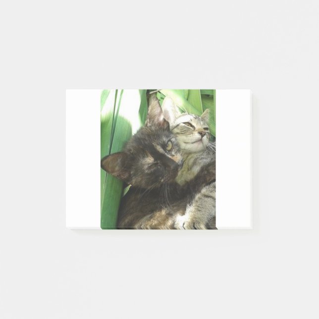 Post-it® De petits chatons câlins (Devant)