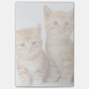 Post-it® Deux chatons adorables