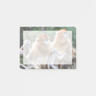 Post-it® Famille de singes à nez retroussé dorés