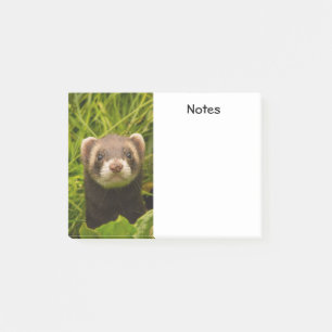 Post-it® Ferret Brown dans l'herbe