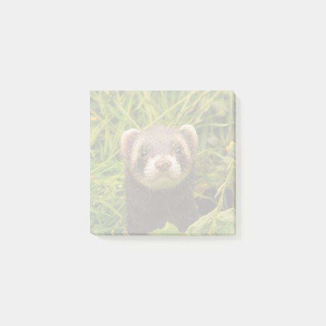 Post-it® Ferret Brown dans l'herbe (Devant)
