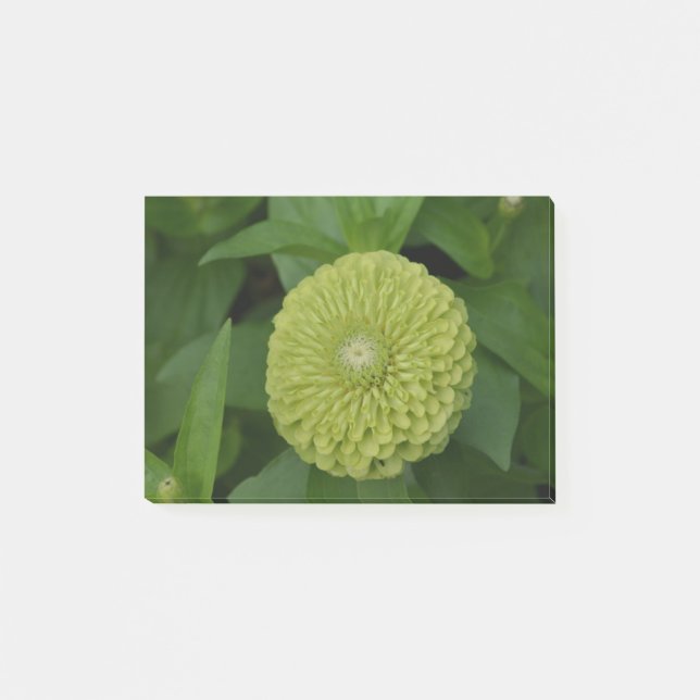 Post-it® Fleur verte de floraison de Zinnia (Devant)