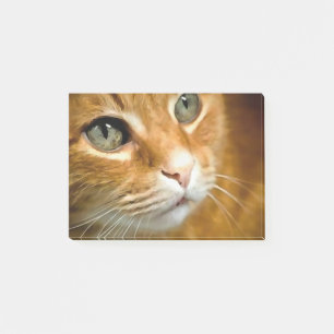 Post-it® Gingembre adorable Tabby Chat Poster Portrait anim