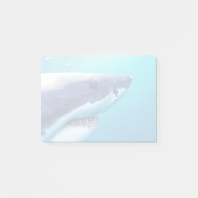 Post-it® Grand requin blanc | Afrique du Sud (Devant)