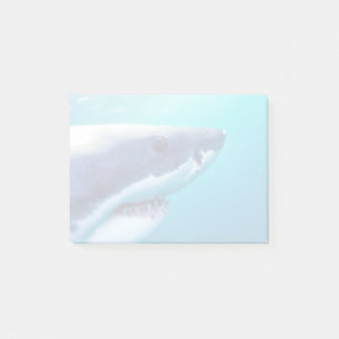 Post-it® Great White Shark   Afrique du Sud