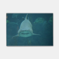 Grimacerie du requin