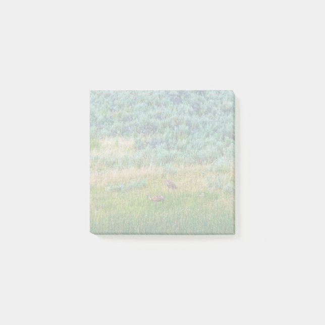 Post-it® Grues Sandhill (Devant)