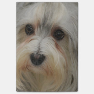Post-it® Havanese