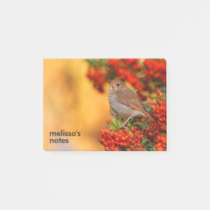 Post-it® Hermite Thrush Songbird sur l'araignée de feu