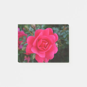 Post-it® jolie photo de rose rose