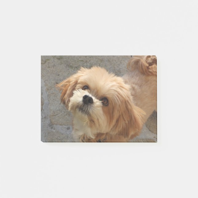 Post-it® Le chien de Lhassa Apso dans le jardin (Devant)