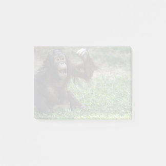 Post-it® Le rouge orangoutan au zoo national