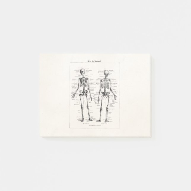 Post-it® L'os humain squelettique vintage d'anatomie (Devant)