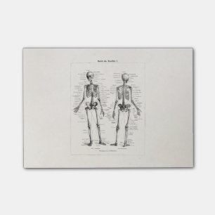 Post-it® L'os humain squelettique vintage d'anatomie